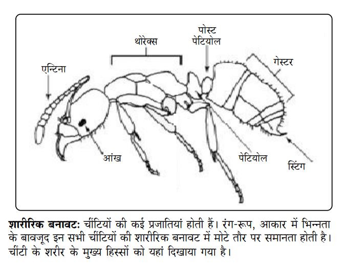 चींटियों की अनोखी दुनिया